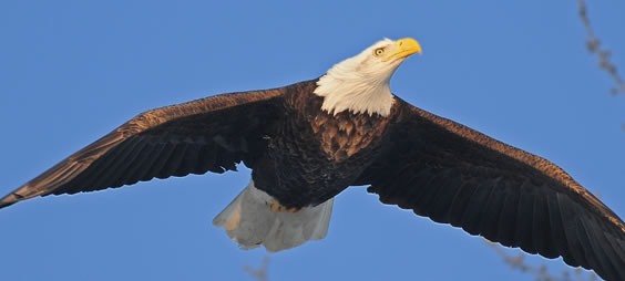 Lake Butte de Morts American Eagle