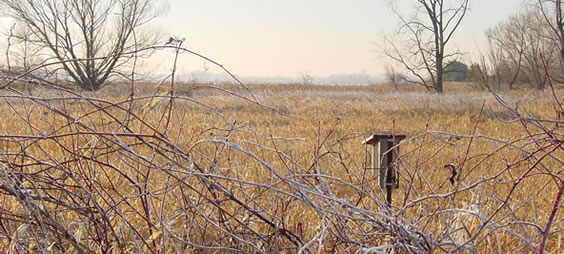 View of the Terrell's Island wetlands