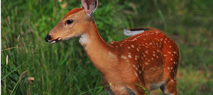 Fawn